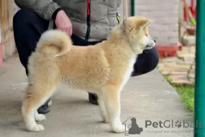 Additional photos: Akita Inu