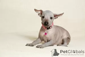 Additional photos: Mexican naked girls puppies - xoloitzcuintli