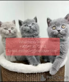 Photo №1. british shorthair - for sale in the city of Geneva | 370$ | Announcement № 11320