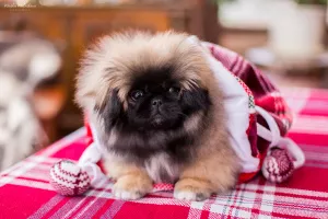 Photo №3. Charming Pekingese Girl. Russian Federation