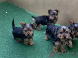 Photo №1. yorkshire terrier - for sale in the city of Berlin | 317$ | Announcement № 107369