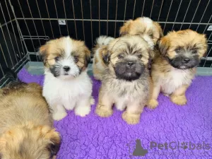 Photo №3. Lhasa Apso-puppy's. Netherlands