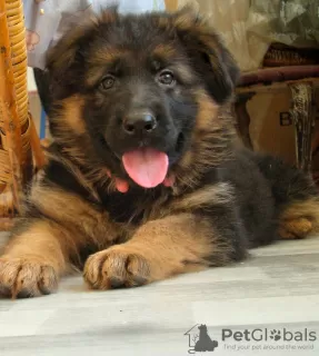 Photo №1. german shepherd - for sale in the city of Kiev | 600$ | Announcement № 9166