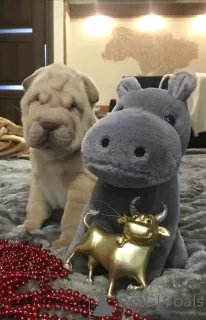 Photo №3. Shar pei puppies. Ukraine