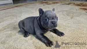 Photo №4. I will sell french bulldog in the city of Смолевичи. private announcement - price - 377$