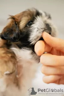 Additional photos: Selling a puppy shih tzu in Zhitomir.