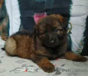 Additional photos: German Shepherd puppies