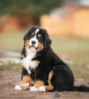 Photo №3. Bernese mountain dog puppies. Russian Federation