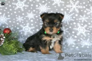 Photo №2 to announcement № 63826 for the sale of yorkshire terrier - buy in Germany 