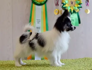 Photo №2 to announcement № 1449 for the sale of papillon dog - buy in Russian Federation private announcement