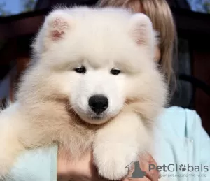 Photo №1. samoyed dog - for sale in the city of Chernivtsi | 1691$ | Announcement № 73518