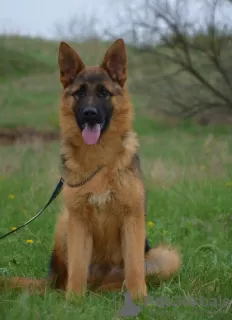 Photo №3. Offer from the nursery. German Shepherd.. Germany