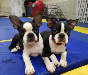 Photo №1. boston terrier - for sale in the city of Москва | 844$ | Announcement № 906