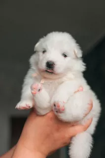 Photo №4. I will sell samoyed dog in the city of Surgut. breeder - price - negotiated