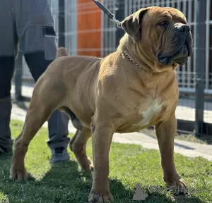 Additional photos: South African Boerboel Mastiff puppies