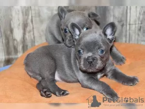 Photo №3. Cute French Bulldog Puppies. Germany