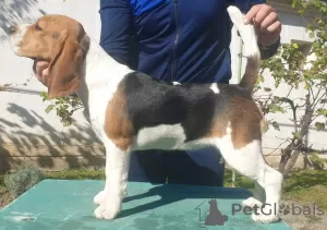 Additional photos: Beagle female for sale