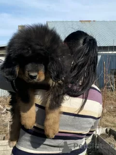 Photo №4. I will sell tibetan mastiff in the city of Karaganda. private announcement - price - 450$