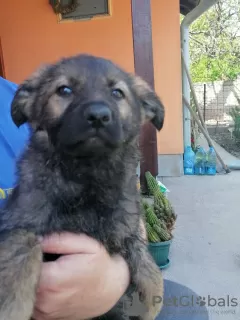 Additional photos: German Shepherd puppies