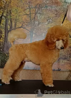 Photo №4. I will sell poodle (dwarf) in the city of Надьканижа. breeder - price - negotiated