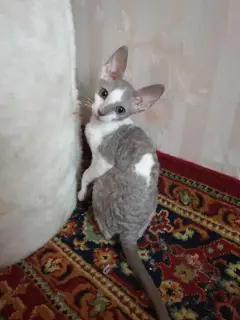 Photo №3. Cornish Rex. Moscow. Russian Federation