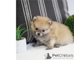 Photo №1. pomeranian - for sale in the city of Bellinzona | negotiated | Announcement № 17400