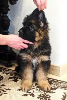 Additional photos: purebred puppy of a German shepherd