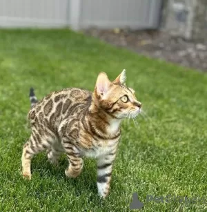 Photo №4. I will sell bengal cat in the city of Florence. private announcement, breeder - price - 317$