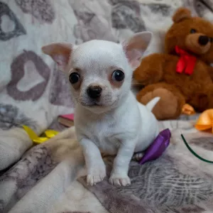 Photo №4. I will sell chihuahua in the city of Gomel. from nursery, breeder - price - negotiated