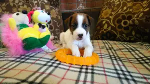 Photo №1. jack russell terrier - for sale in the city of Moscow | 564$ | Announcement № 4615