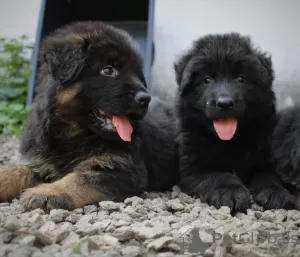 Photo №1. german shepherd - for sale in the city of Chelyabinsk | 945$ | Announcement № 11710