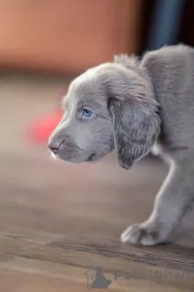 Additional photos: Long haired Weimaraner puppy