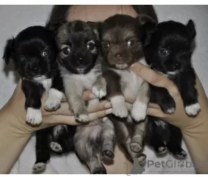 Photo №2 to announcement № 8074 for the sale of chihuahua - buy in Russian Federation breeder