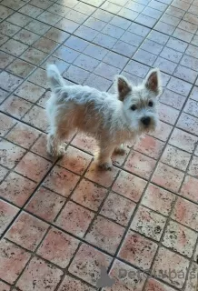 Photo №2 to announcement № 94390 for the sale of west highland white terrier - buy in Serbia 