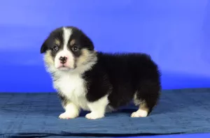 Photo №3. Boy tricolor bobtail. Ukraine