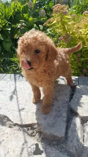 Photo №3. Toy poodle puppies boys and girls with pedigree. Belarus