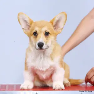 Photo №3. Welsh Corgi Puppies. Russian Federation