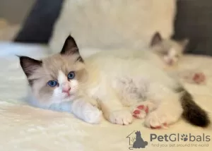 Photo №2 to announcement № 69384 for the sale of ragdoll - buy in Germany private announcement