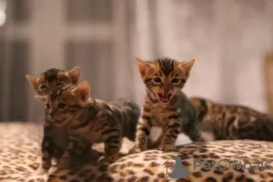 Photo №2 to announcement № 9461 for the sale of bengal cat - buy in Ireland 