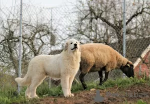 Additional photos: Pyrenean mountain dog puppies