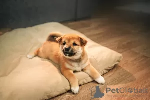 Photo №3. Wonderful shiba inu puppies. Russian Federation