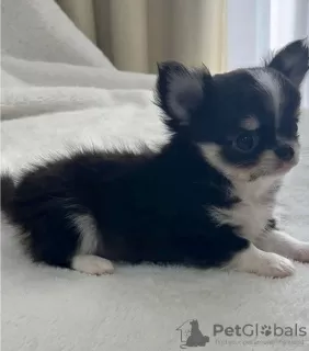 Photo №2 to announcement № 87946 for the sale of chihuahua - buy in Germany private announcement, from nursery, from the shelter, breeder