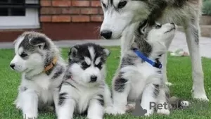 Photo №1. siberian husky - for sale in the city of Berlin | 358$ | Announcement № 130465