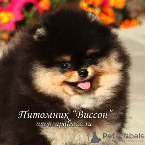 Photo №1. pomeranian - for sale in the city of Москва | Is free | Announcement № 68899