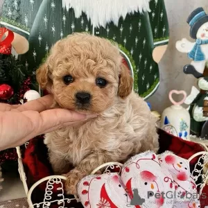 Photo №1. poodle (toy) - for sale in the city of Los Angeles | 400$ | Announcement № 129483