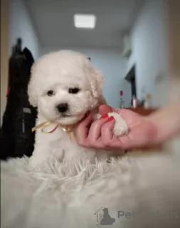 Photo №3. Bichon Frize puppies for sale. Serbia