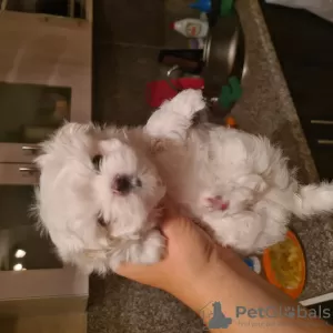 Photo №3. Mini Maltese. Russian Federation