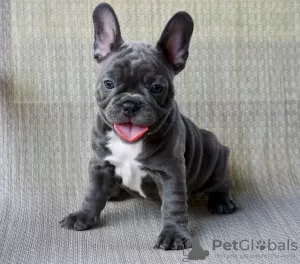 Photo №1. french bulldog - for sale in the city of Berlin | 1585$ | Announcement № 115877