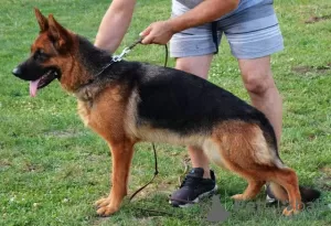 Photo №2 to announcement № 115124 for the sale of german shepherd - buy in Serbia breeder