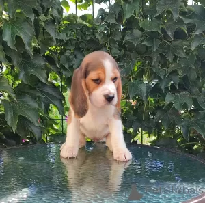 Photo №2 to announcement № 68895 for the sale of beagle - buy in Ukraine from nursery, breeder